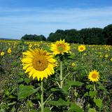 1608G 103 Donauradweg bis Ulm